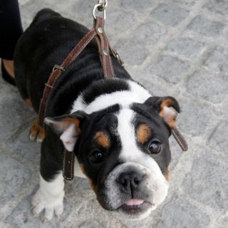 Cachorrito muerde el dedo del pie de su amo... ¡y le salva la vida! ¿Qué pasó?