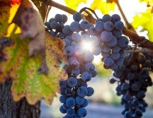 Celebra con una copa el Día Mundial del Malbec. ESPECIAL/TRIVENTO.