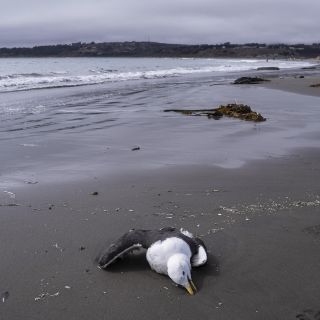 Chile notifica sobre los primeros delfines muertos por gripe aviar