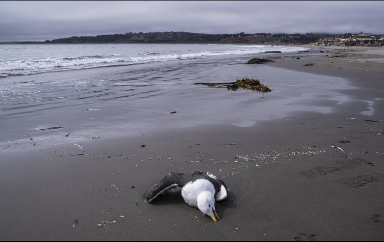 La fauna se ha visto severamente afectada en la costa La Boca del Concón, en Valparaíso, Chile. EFE/ Adriana Thomasa