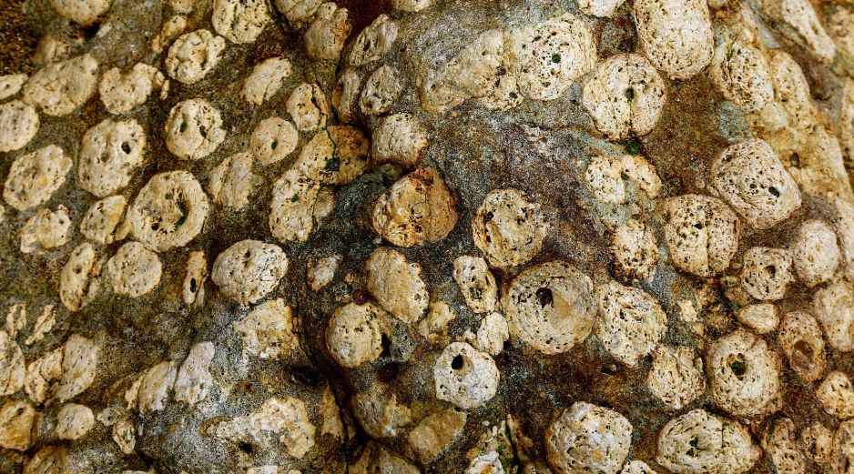 El tipo de fósil encontrado se conoce como Horodyskia, que puede tener una antigüedad de hasta 1.500 millones de años, según los expertos. ESPECIAL/UNSPLASH