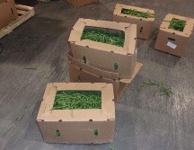Los narcóticos fueron probados e identificados como pastillas de fentanilo con un peso total de 776.03 libras. ESPECIAL/CBP