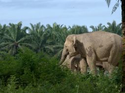 "Secretos de los Elefantes", entrevista exclusiva con el fotógrafo Toby Strong