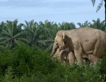 "Secretos de los Elefantes", entrevista exclusiva con el fotógrafo Toby Strong