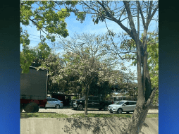 La protesta comenzó en el verificentro, pero luego se trasladó a la avenida, donde hubo enfrentamientos entre la policía y los manifestantes. EL INFORMADOR / O. Álvarez