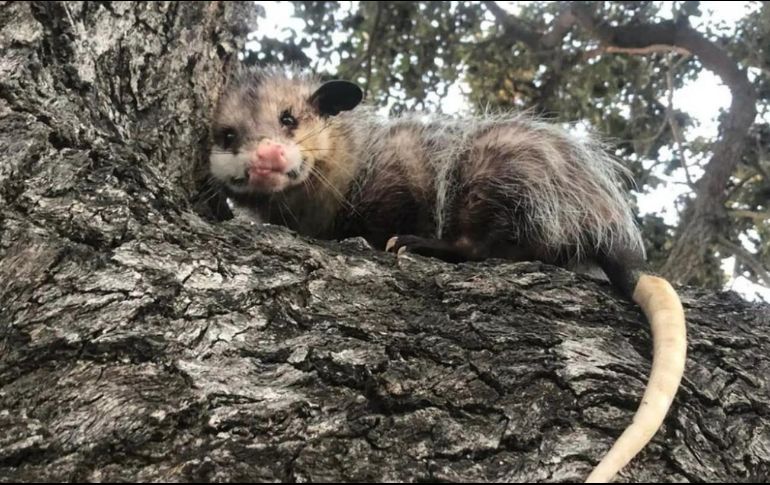'Durazno' se llama el tlacuache desaparecido. SUN