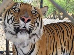 Se desconoce el motivo por el que se encontraban en ese lugar, pero los animales fueron incautados y se presume que su tenencia era ilícita.