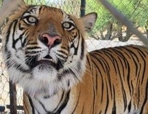 Se desconoce el motivo por el que se encontraban en ese lugar, pero los animales fueron incautados y se presume que su tenencia era ilícita.