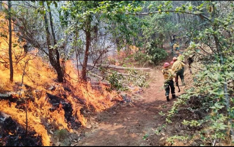 Entre el 1 de enero y el 20 de abril, en Jalisco van 445 incendios forestales. ESPECIAL/Semadet