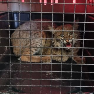 Liberan en el Cerro Viejo a un lince rescatado