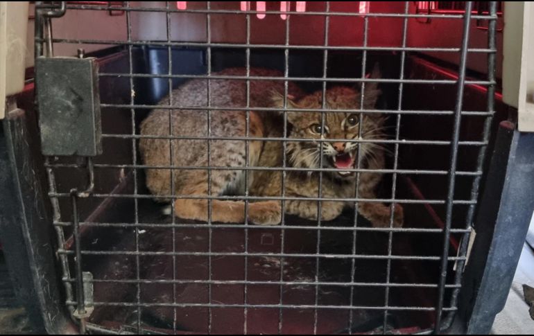Se confirmó que el lince estaba en buen estado físico para regresarlo a su ecosistema. ESPECIAL