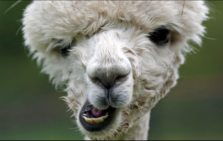 La lana de las alpacas es especial por su suavidad. EFE/ARCHIVO