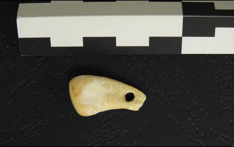 Vista superior del diente perforado de ciervo descubierto en la cueva Denisova, en el sur de Siberia. ARCHIVO/EFE