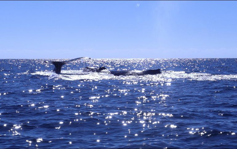 Cabo Pulmo en Baja California Sur. ISTOCK.