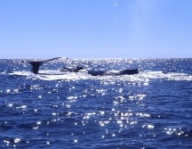 Cabo Pulmo en Baja California Sur. ISTOCK.