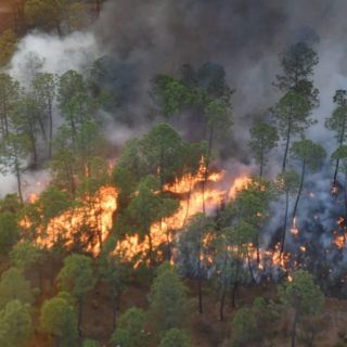 Suman este año 700 incendios forestales en Jalisco