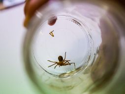 Las arañas violinistas sólo pican cuando se sienten amenazadas, por lo que siempre el mejor consejo será tomar distancia y no importunarlas. EL INFORMADOR/ARCHIVO