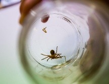 Las arañas violinistas sólo pican cuando se sienten amenazadas, por lo que siempre el mejor consejo será tomar distancia y no importunarlas. EL INFORMADOR/ARCHIVO