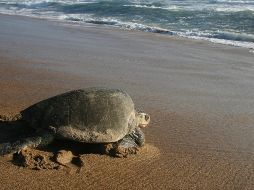Las tortugas marinas son especies vulnerables en México. EL INFORMADOR/ ARCHIVO