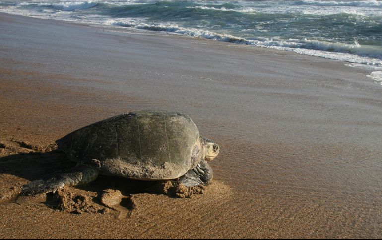 Las tortugas marinas son especies vulnerables en México. EL INFORMADOR/ ARCHIVO