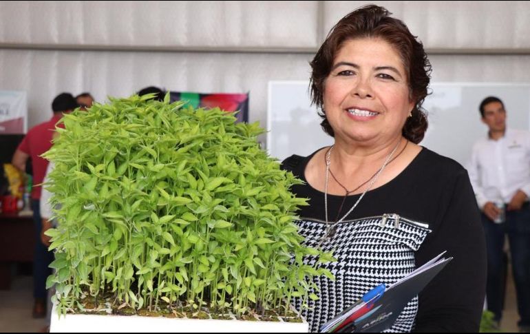 Con esta entrega, realizada en Yahualica de González Gallo, suman ya 220 mil plántulas donadas en dicho municipio. ESPECIAL