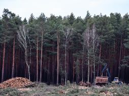 Lillian se encontraba a unos 60 kilómetros de la ciudad más cercana. EFE/ARCHIVO