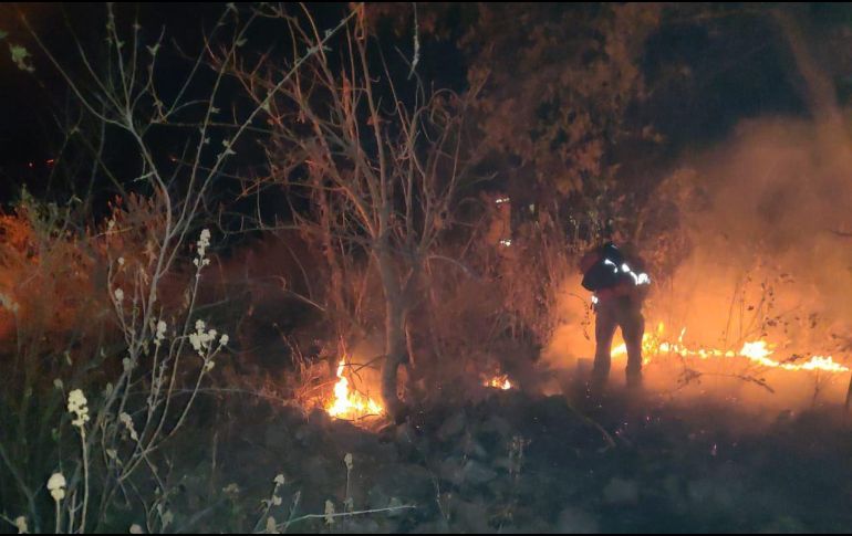 En redes sociales pobladores informaron pérdidas en el hábitat de especies silvestres. TWITTER/SemadetJal