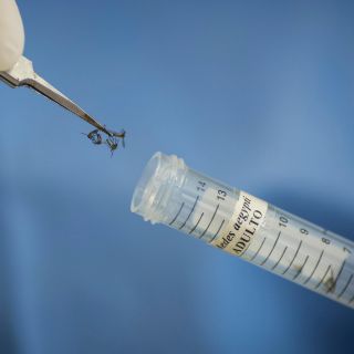 El jabón que usas puede hacerte más atractivo para los mosquitos