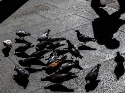 La mujer deberá pagar una multa de 137 euros al considerarse una falta leve. EL INFORMADOR/ARCHIVO