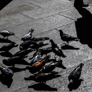¡Qué generosa! Multan a vecina por darle de comer a las palomas diario