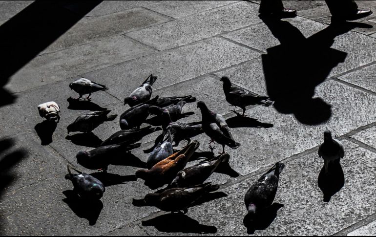 La mujer deberá pagar una multa de 137 euros al considerarse una falta leve. EL INFORMADOR/ARCHIVO