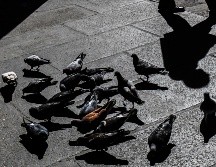 La mujer deberá pagar una multa de 137 euros al considerarse una falta leve. EL INFORMADOR/ARCHIVO