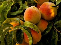 Es mejor comer duraznos naturales, aunque, claro, ocasionalmente es bueno ingerirlos en almíbar. ESPECIAL/Foto de Ian Baldwin en Unsplash