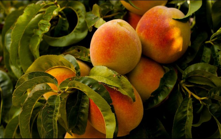 Es mejor comer duraznos naturales, aunque, claro, ocasionalmente es bueno ingerirlos en almíbar. ESPECIAL/Foto de Ian Baldwin en Unsplash