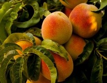 Es mejor comer duraznos naturales, aunque, claro, ocasionalmente es bueno ingerirlos en almíbar. ESPECIAL/Foto de Ian Baldwin en Unsplash