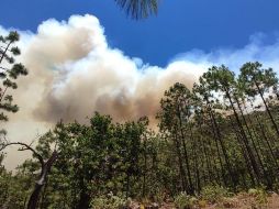 Este año se han consumido más árboles adultos, en incendios forestales, que en todo 2022. ESPECIAL