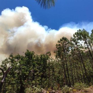 Incendios han consumido más árboles este año que en todo 2022
