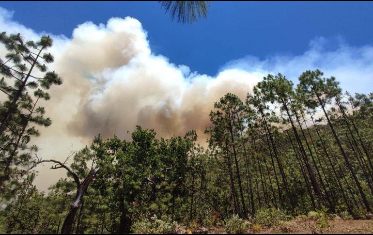 Este año se han consumido más árboles adultos, en incendios forestales, que en todo 2022. ESPECIAL