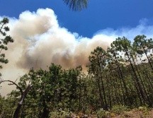 Este año se han consumido más árboles adultos, en incendios forestales, que en todo 2022. ESPECIAL