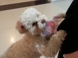 La joven pudo notar en el video que era su mismísimo perro el que le robada el dinero. ESPECIAL