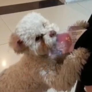 Perrito le roba la cartera a su dueño y se hace viral (VIDEO)