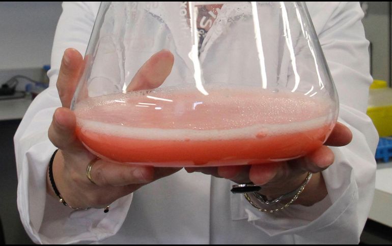 Científicos españoles identificaron la capacidad anticancerígena de esta sustancia presente en áreas 