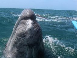 Earth Species Project, es una organización si fines de lucro para implementar el lenguaje no humano. NTX/ARCHIVO