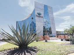 El Consejo tiene registradas mil 386 millones de plantas de agave en cinco Estados del país. EL INFORMADOR/ C. Zepeda