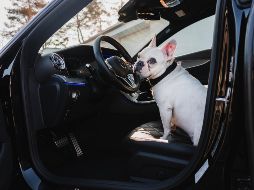 El perro fue entregado a un amigo del conductor mientras éste salda su deuda con la justicia. ESPECIAL/Foto de Jeppe Mønster en Unsplash