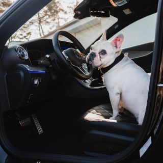 Conductor ebrio pone a su perro "de chofer" para evitar ser sancionado