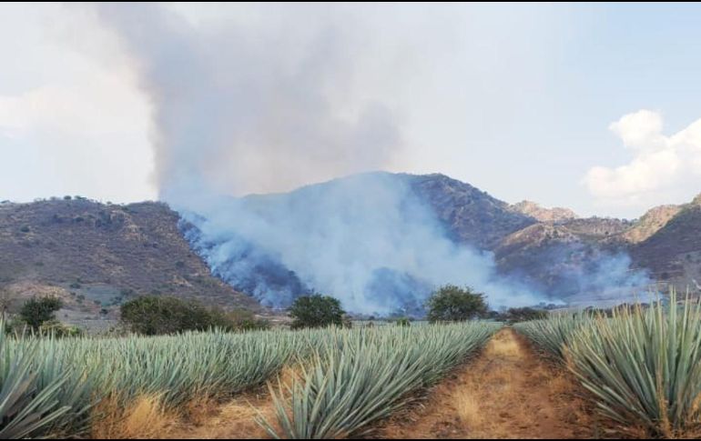 El incendio forestal comenzó el lunes en un paraje de El Arenal, pero ya fue extinguido. ESPECIAL