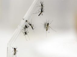 La enfermedad por chikungunya se ha detectado en las Américas desde finales de 2013, según datos de la OMS. EFE/Archivo