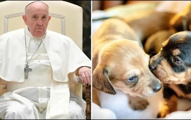 Papa Francisco criticó a las parejas que tienen mascotas en lugar de hijos. ESPECIAL