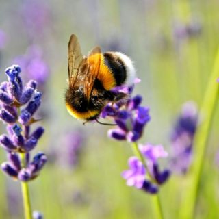 La ONU pide proteger a las abejas por ser "vitales" para los ecosistemas